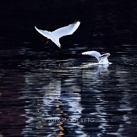 Gite Bord De Marne Paris Bry-sur-Marne Dış mekan fotoğraf