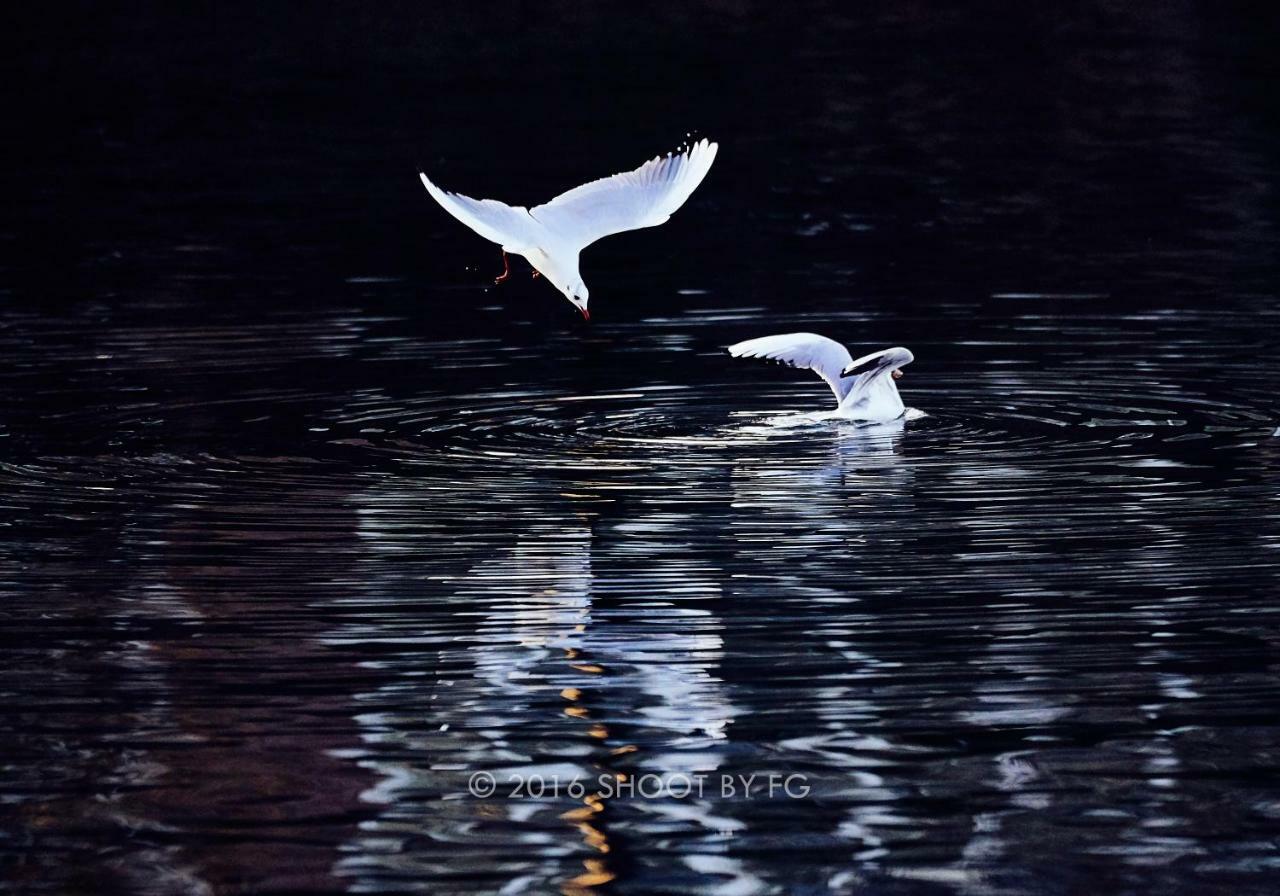 Gite Bord De Marne Paris Bry-sur-Marne Dış mekan fotoğraf